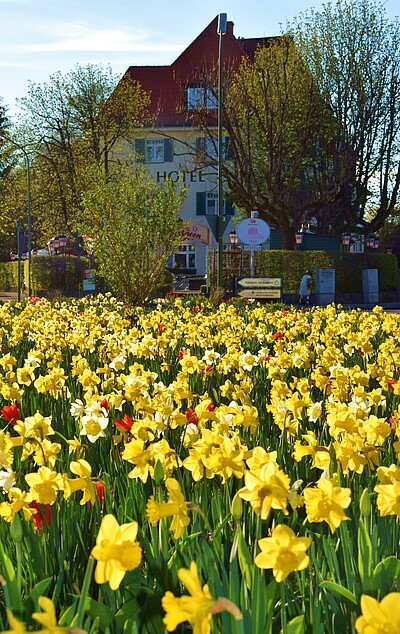 Bildinhalt: Gautinger Hof mit Narzissen