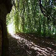 Bildinhalt: Trauerbuche im Schloßpark