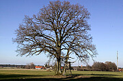 Bildinhalt: Baum mit Hochsitz vor Buchendorf
